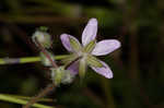 Redstem stork's bill